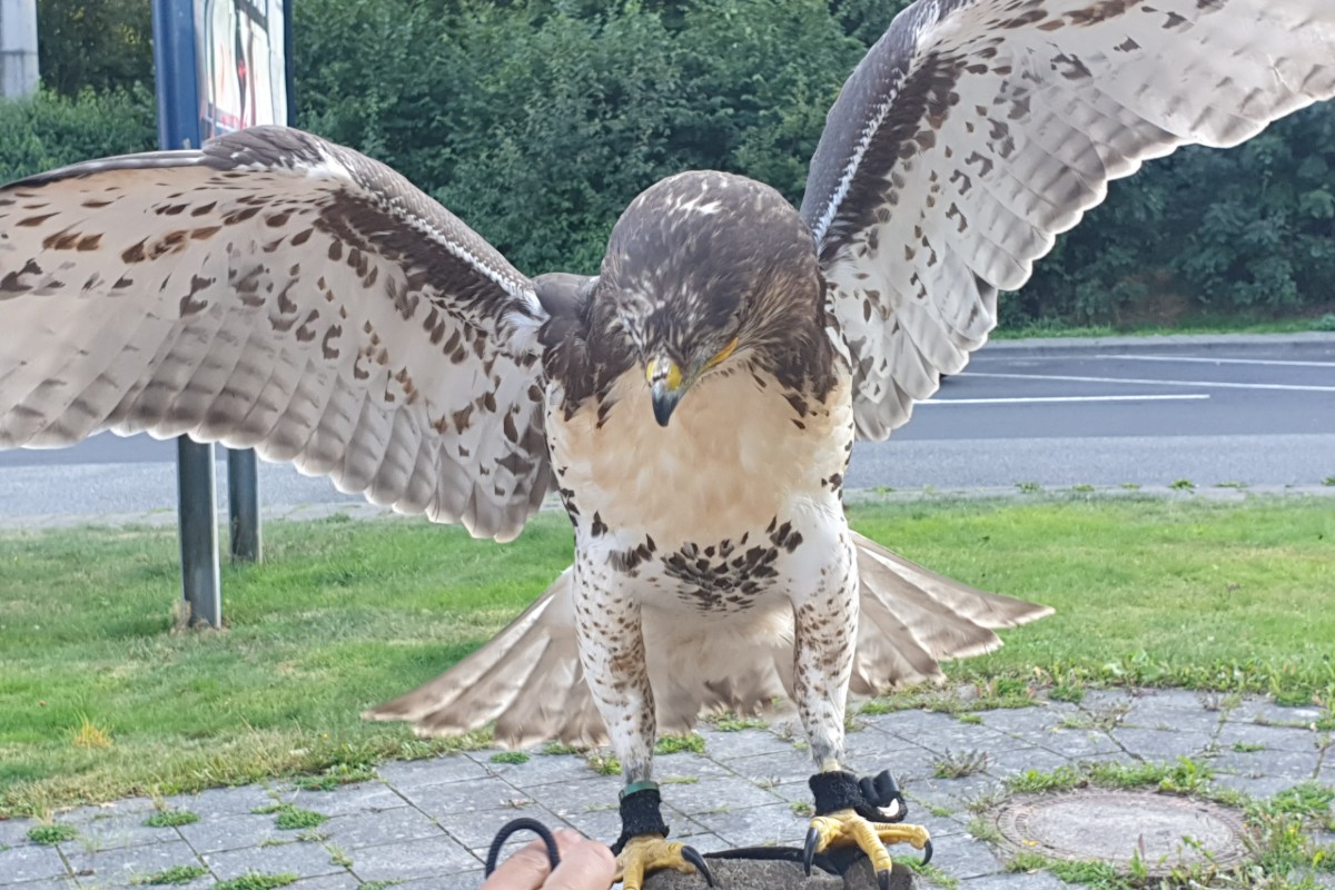 Kontrolle in Sessenhausen -  Greifvogel im Kofferraum entdeckt