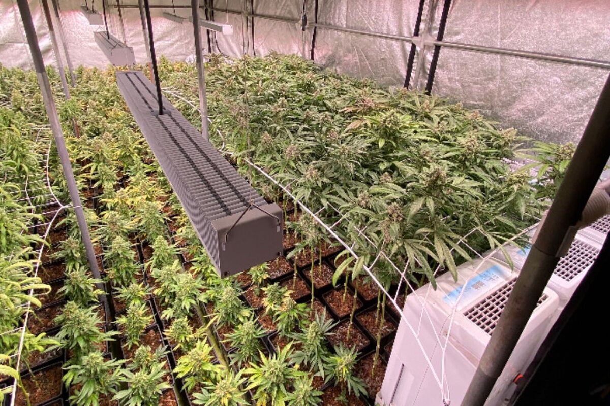Muttenz BL - Polizei entdeckt Hanf-Indooranlage mit über 3’500 Pflanzen