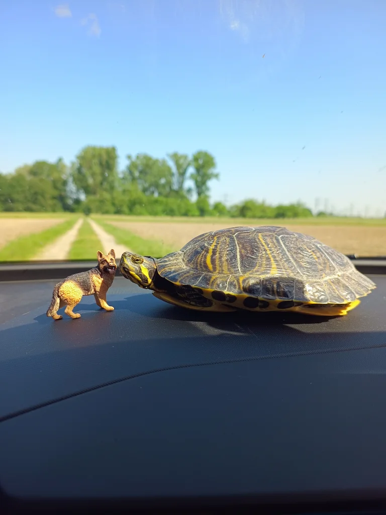 Bühl – Schildkröte aus Naturschutzgebiet in Sicherheit gebracht