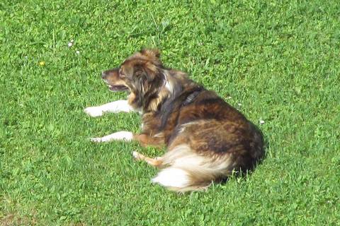 Luzern LU - Vermisster Hund nach über sechs Monaten eingefangen