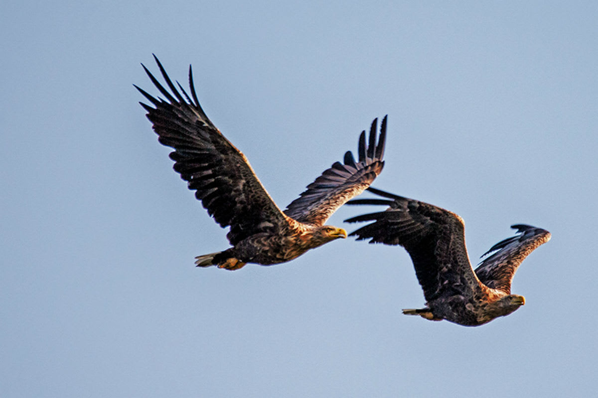 Potzneusiedl B – Toter Seeadler bei Windrad gefunden