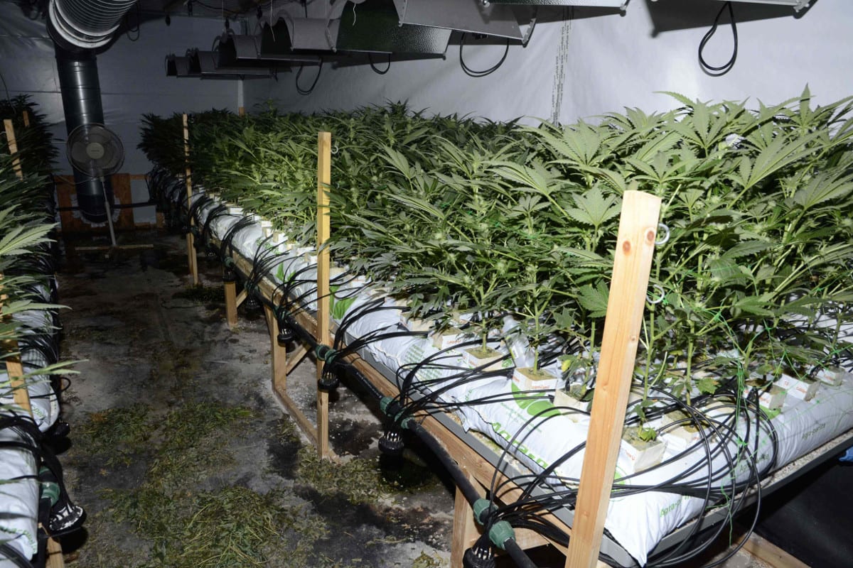 Grössere Hanf-Indooranlage in Olten ausgehoben