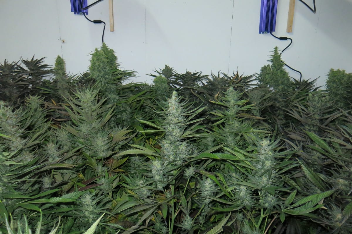 Walzenhausen AR - Indoor-Hanfplantage ausgehoben