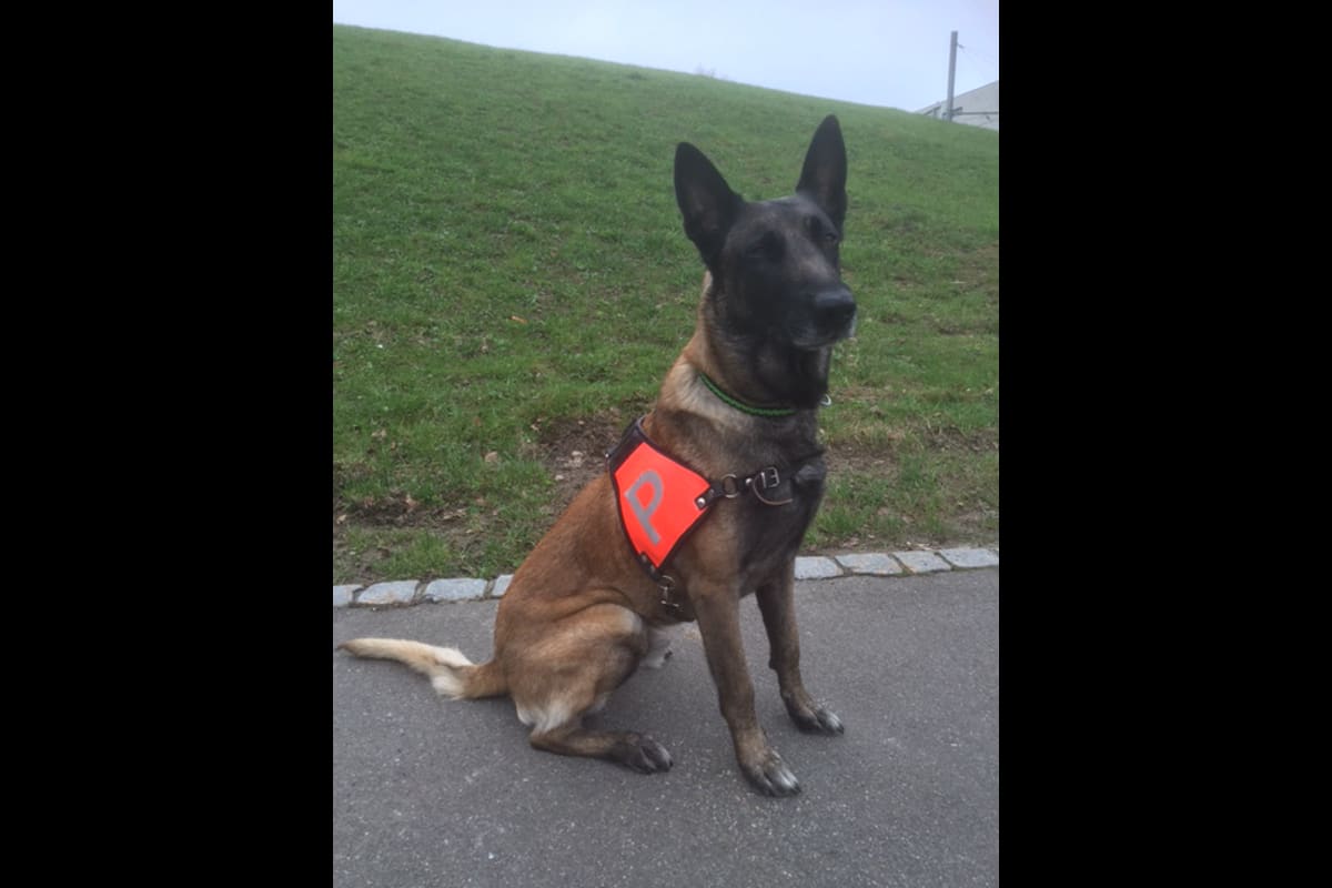 Waldstatt: Polizeihund H'Jaro spürt Räuber auf