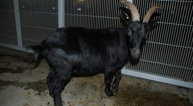 Baar: Wer vermisst eine schwarze Ziege?