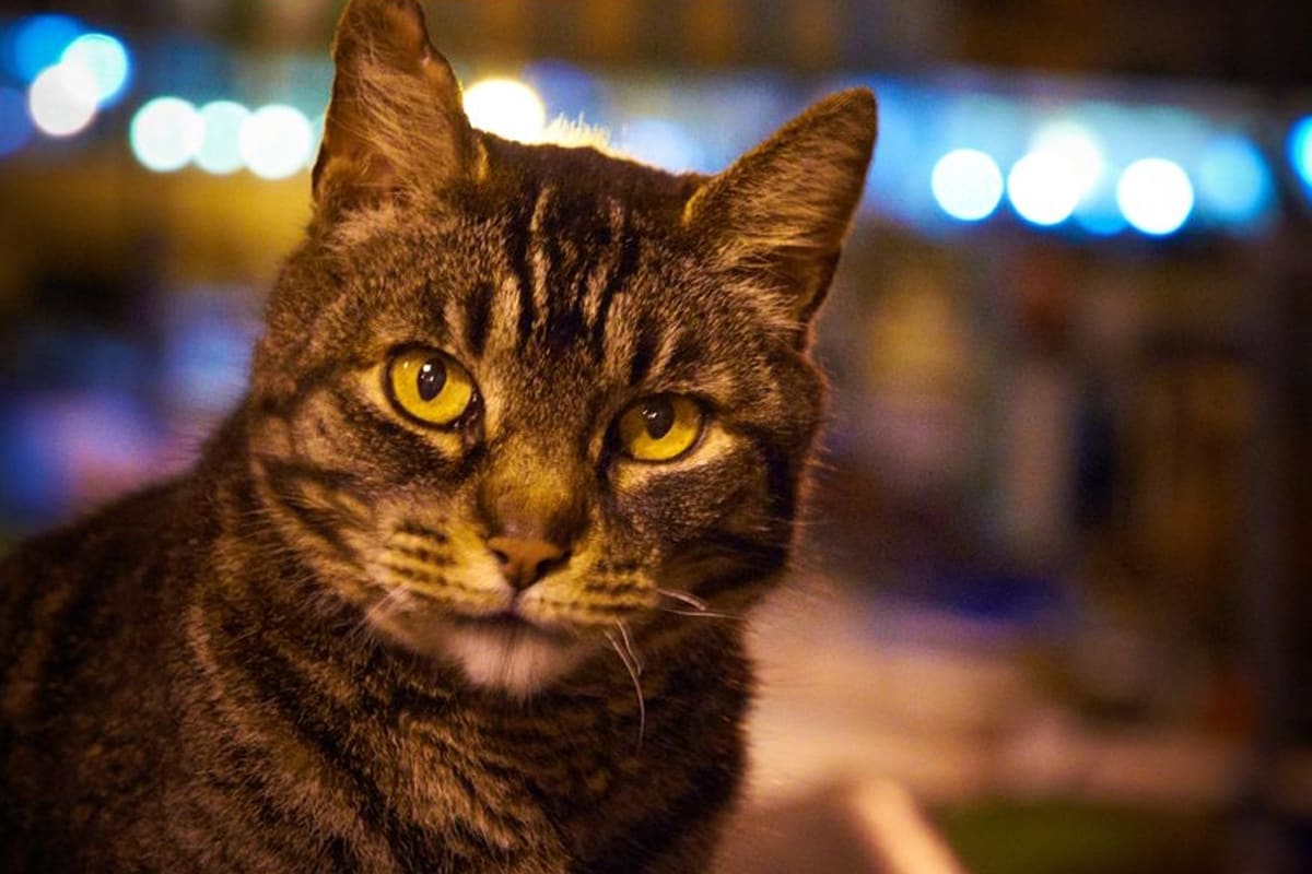 Katze in Schwellbrunn angeschossen