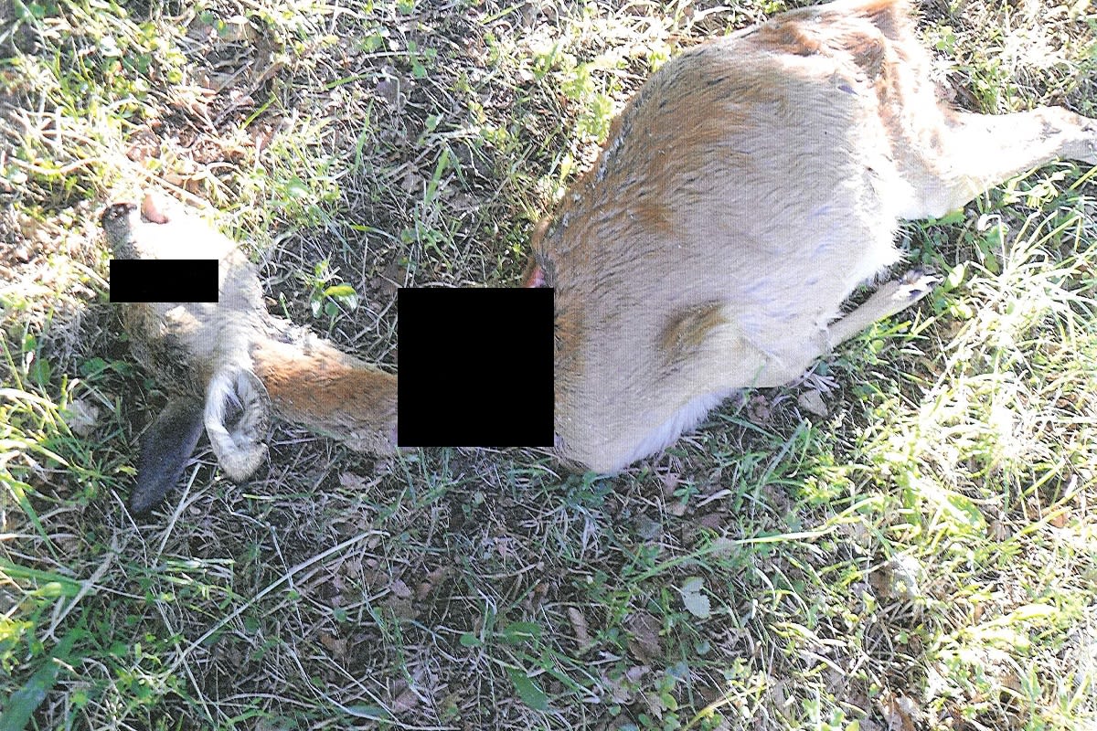 Streunender Hund reisst in Nunningen mehrere Rehe