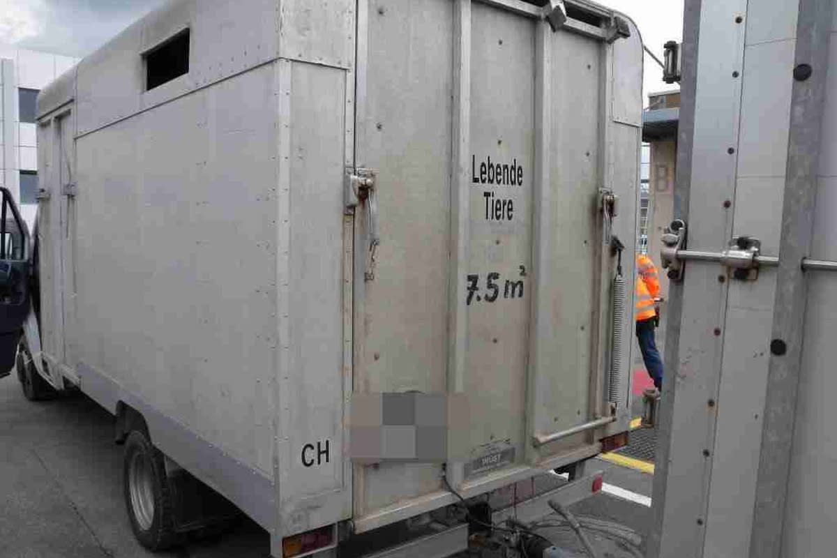 Oensingen: Tiertransportfahrzeuge Kontrolle unterzogen