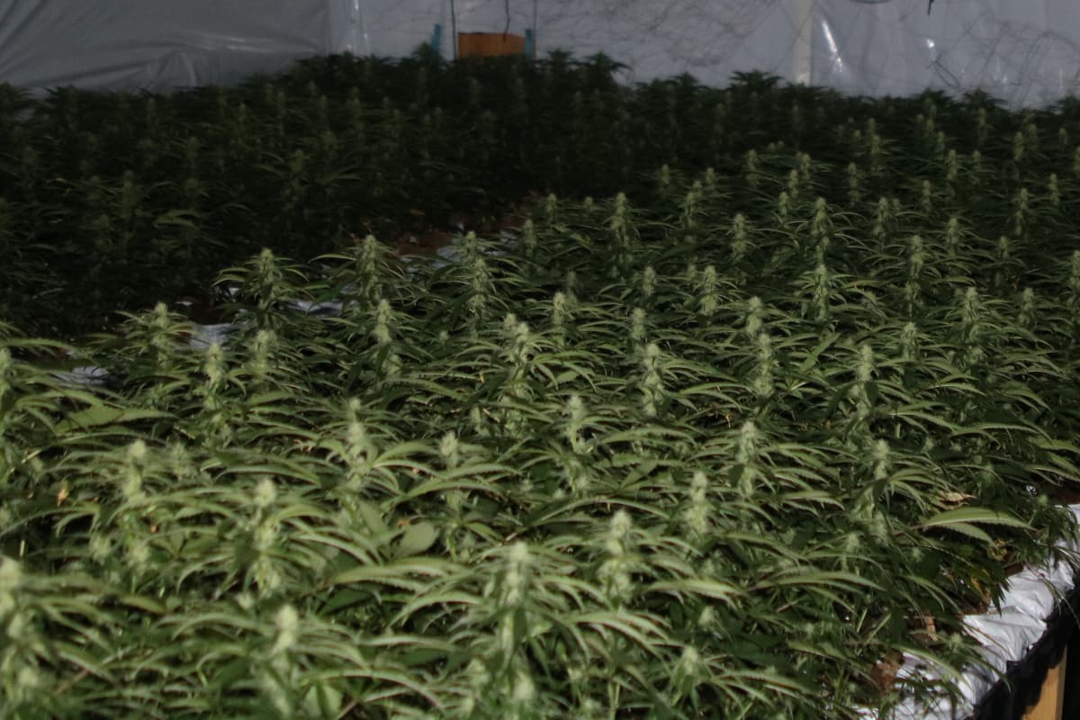 Urnäsch AR - Illegale Hanfplantage sichergestellt