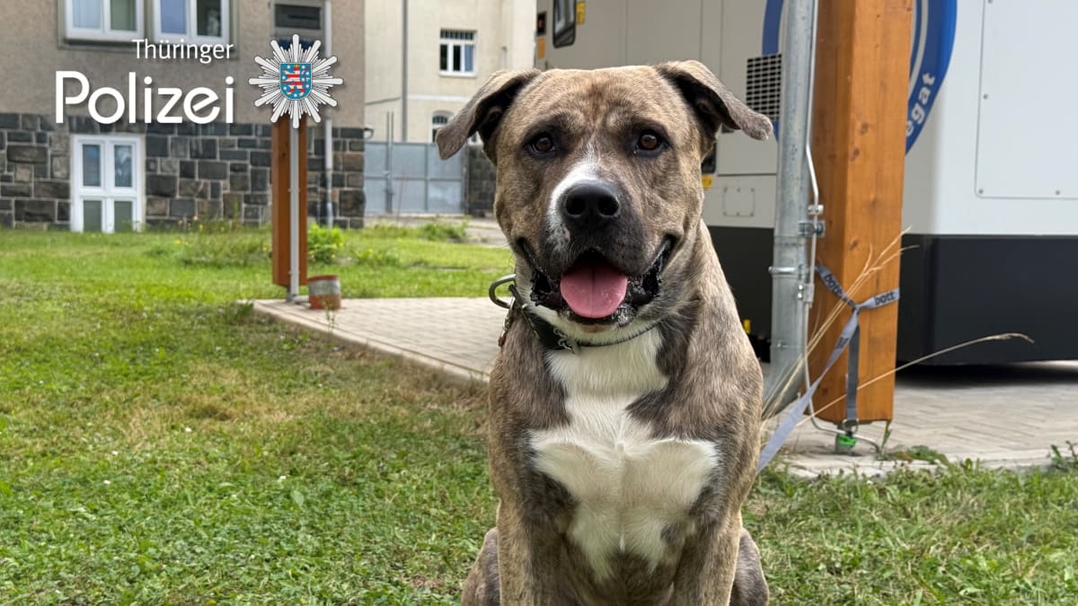 Gera – Polizei sucht Besitzer eines gefundenen Hundes