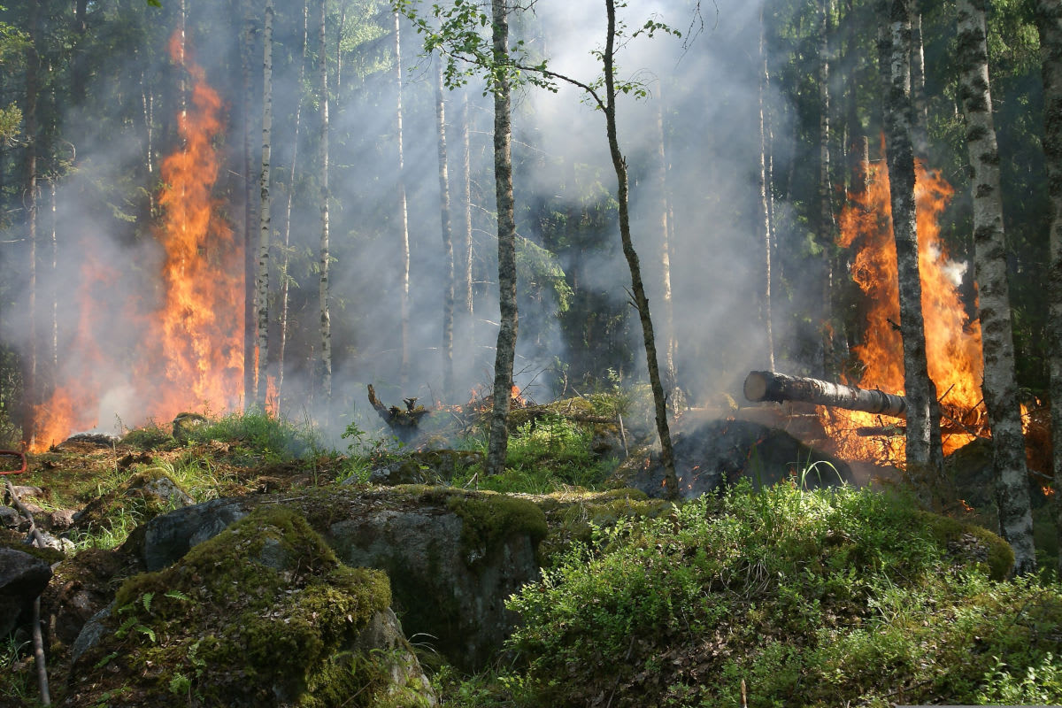 Brand in der Nähe des Openair St.Gallen