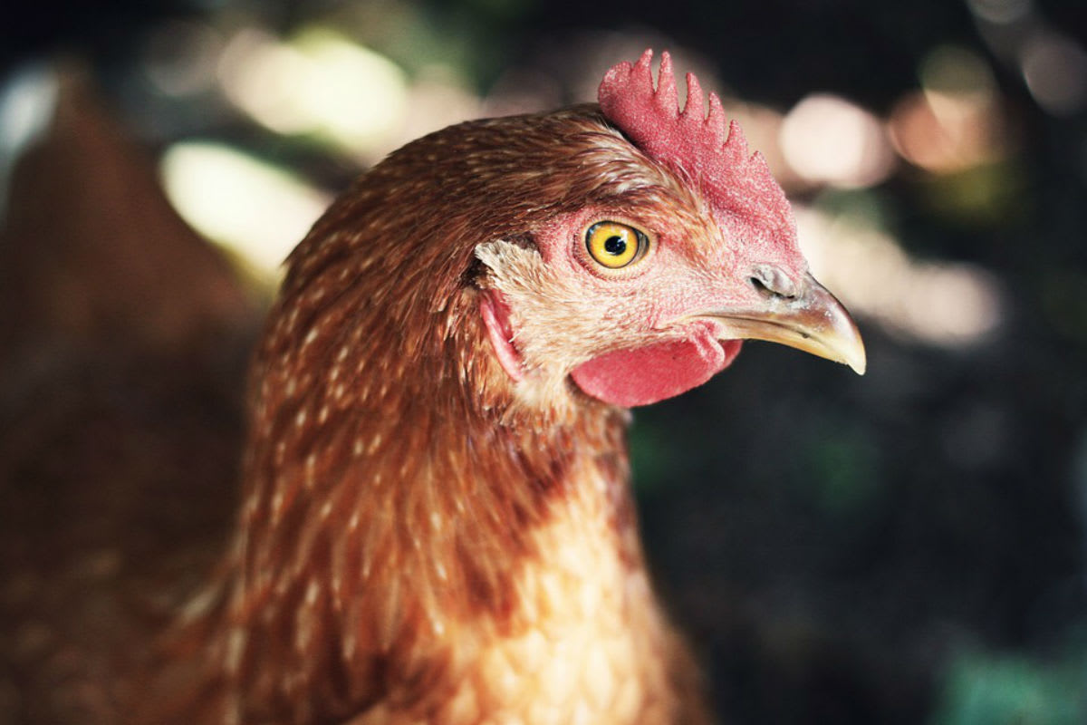 Jennersdorf – 160 Tiere wegen Missständen abgenommen