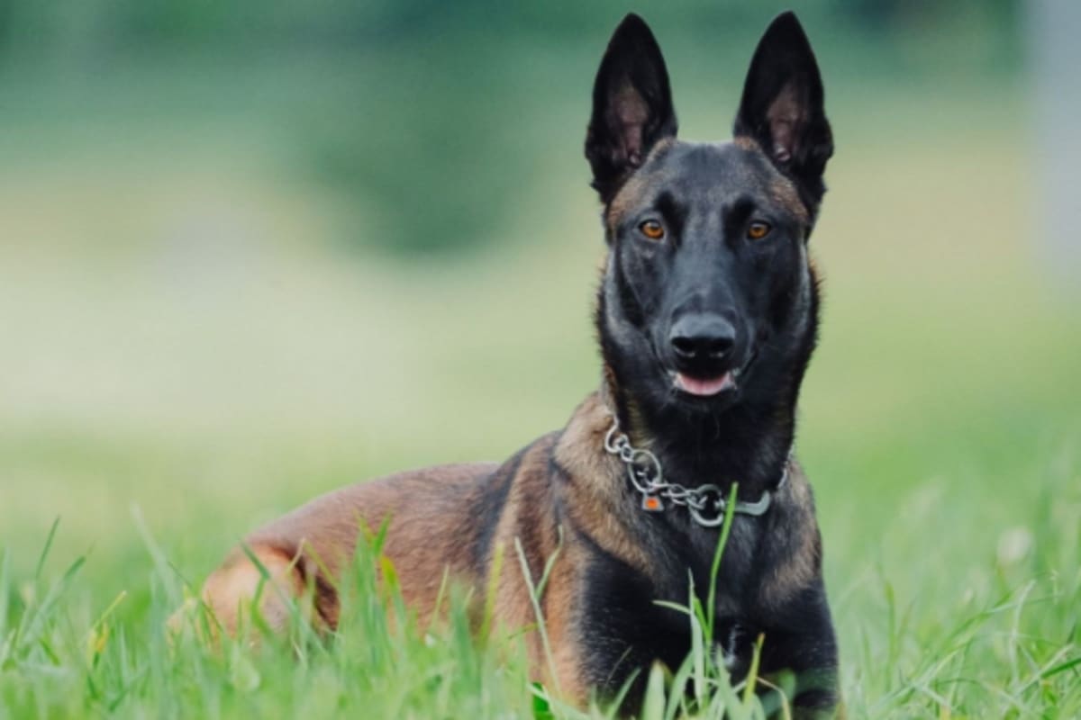 Polizeihund Vanax besteht Junghundeprüfung mit «vorzüglich»