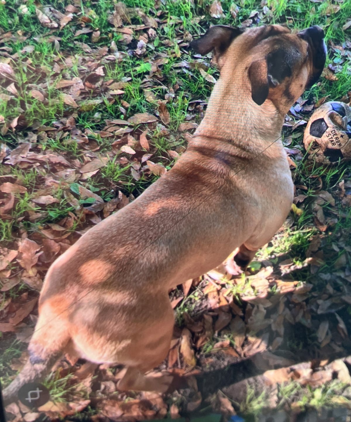Weener – Hundebesitzer stößt Frau bei Streit auf Straße