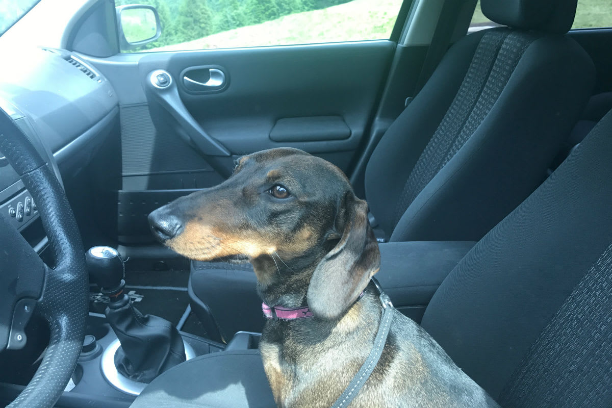 Was rät die Kantonspolizei Zürich - Hund im Auto bei Hitze