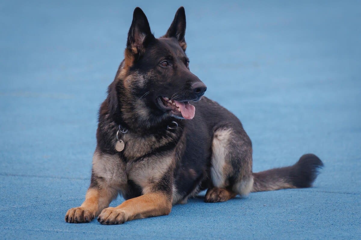 Grenchen SO – Polizeihund „Hailey“ hilft Dieb festzunehmen 