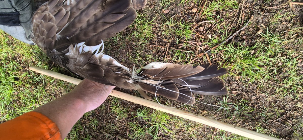 Schiffdorf – Vogel verfängt sich in Schnur über Teich