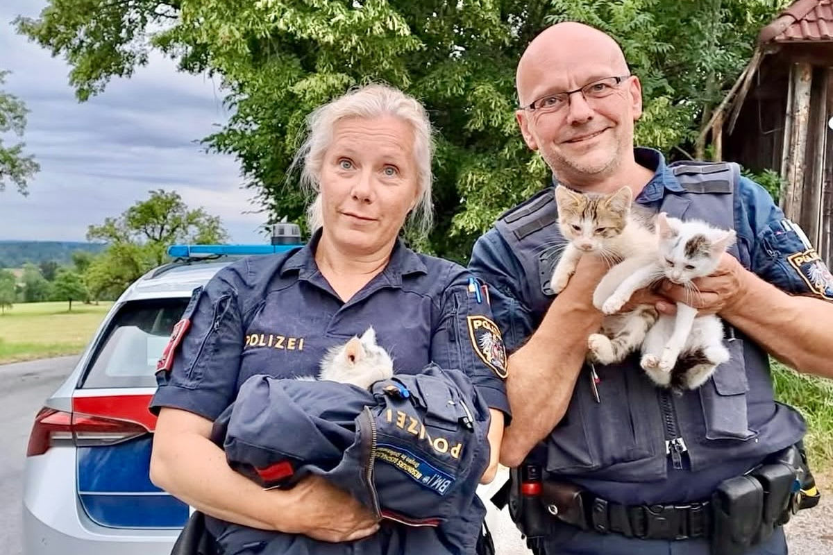 Vorchdorf – Babykatzen in Sicherheit gebracht