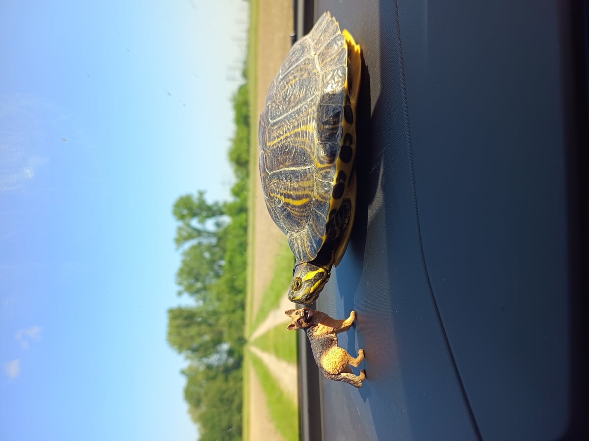 Bühl – Schildkröte aus Naturschutzgebiet in Sicherheit gebracht