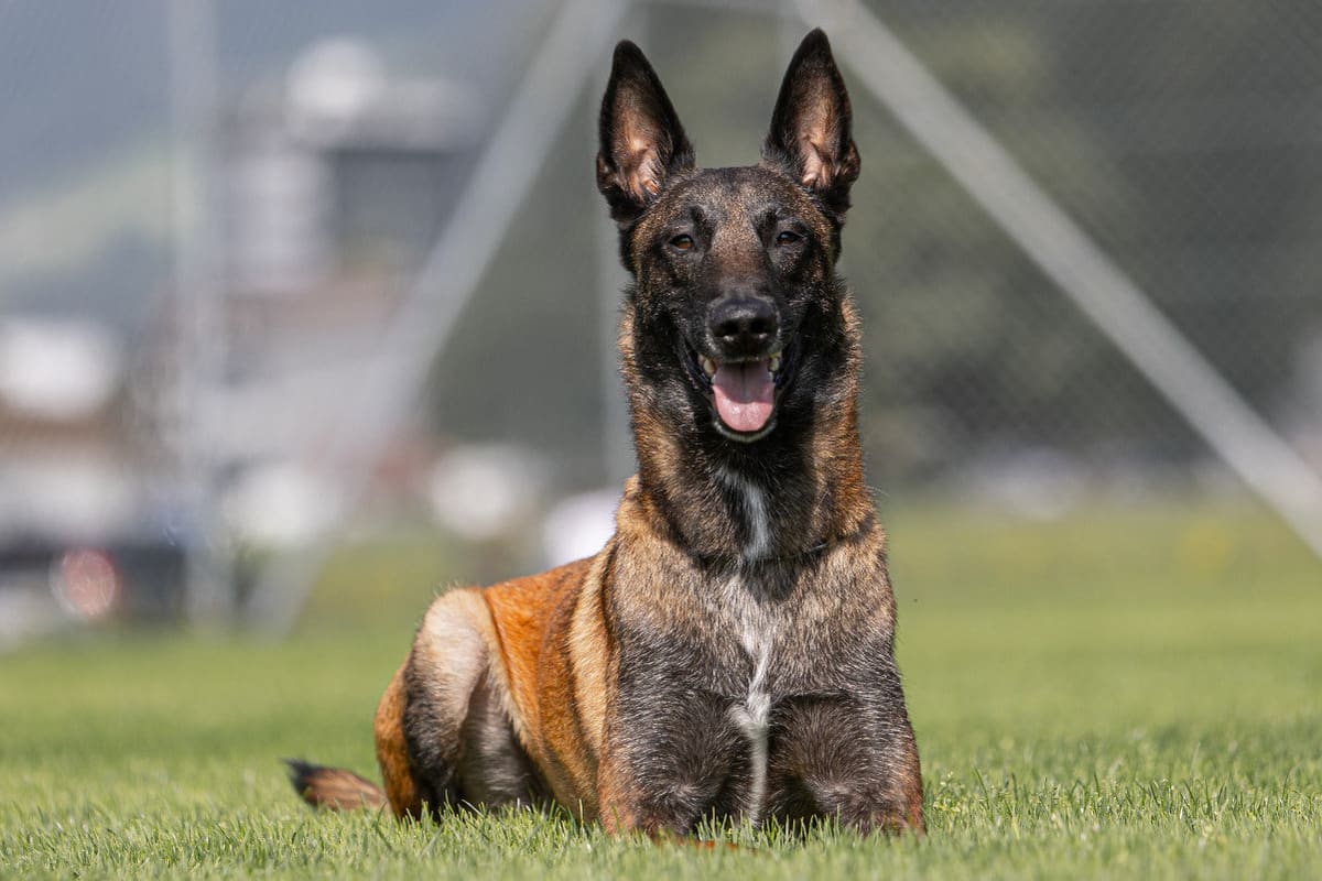 Sachseln OW - Dieb mit Hilfe von Diensthund "Tyson" festgenommen 
