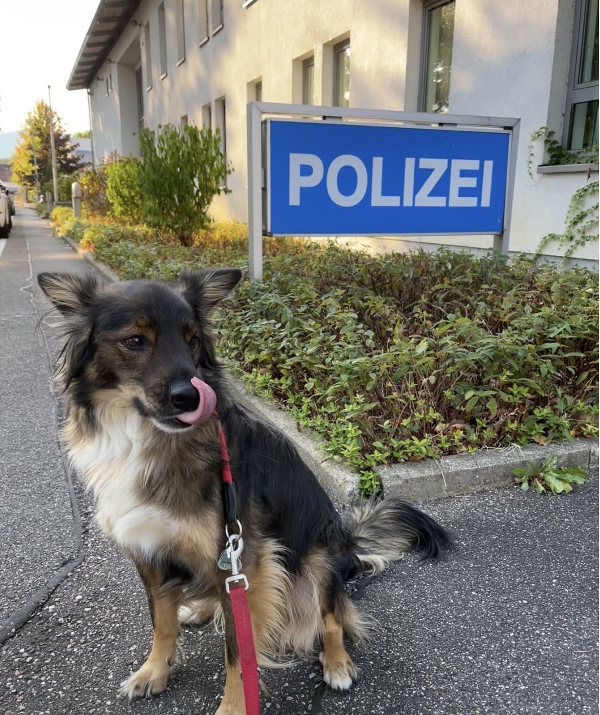 Gaggenau – Entlaufener Hund mit Halterin wiedervereint