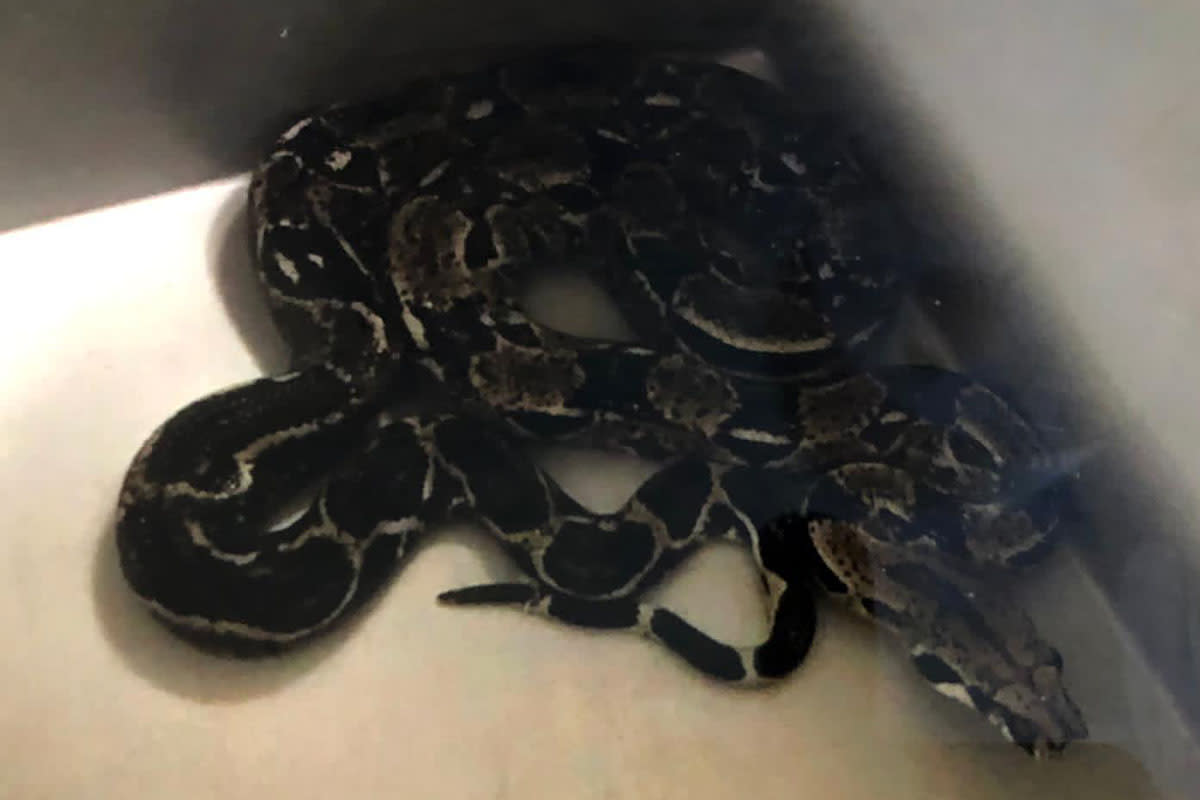 Wien - Erneut Python in Toilette!