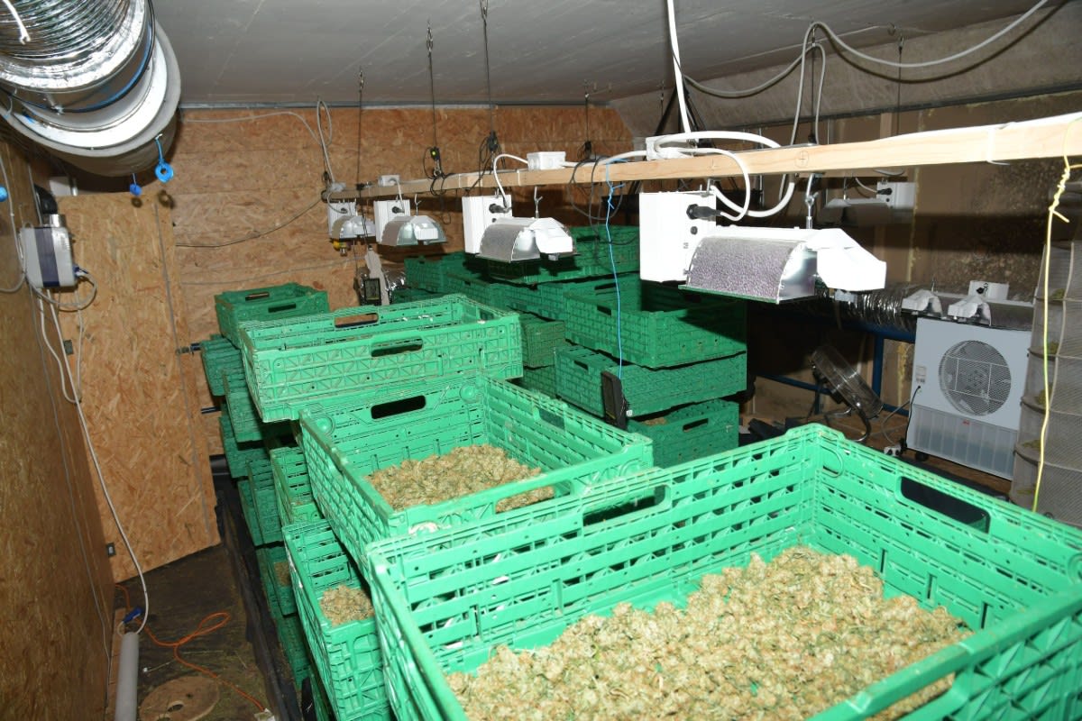 Olten SO - Über 60 Kilogramm getrocknetes Marihuana sichergestellt