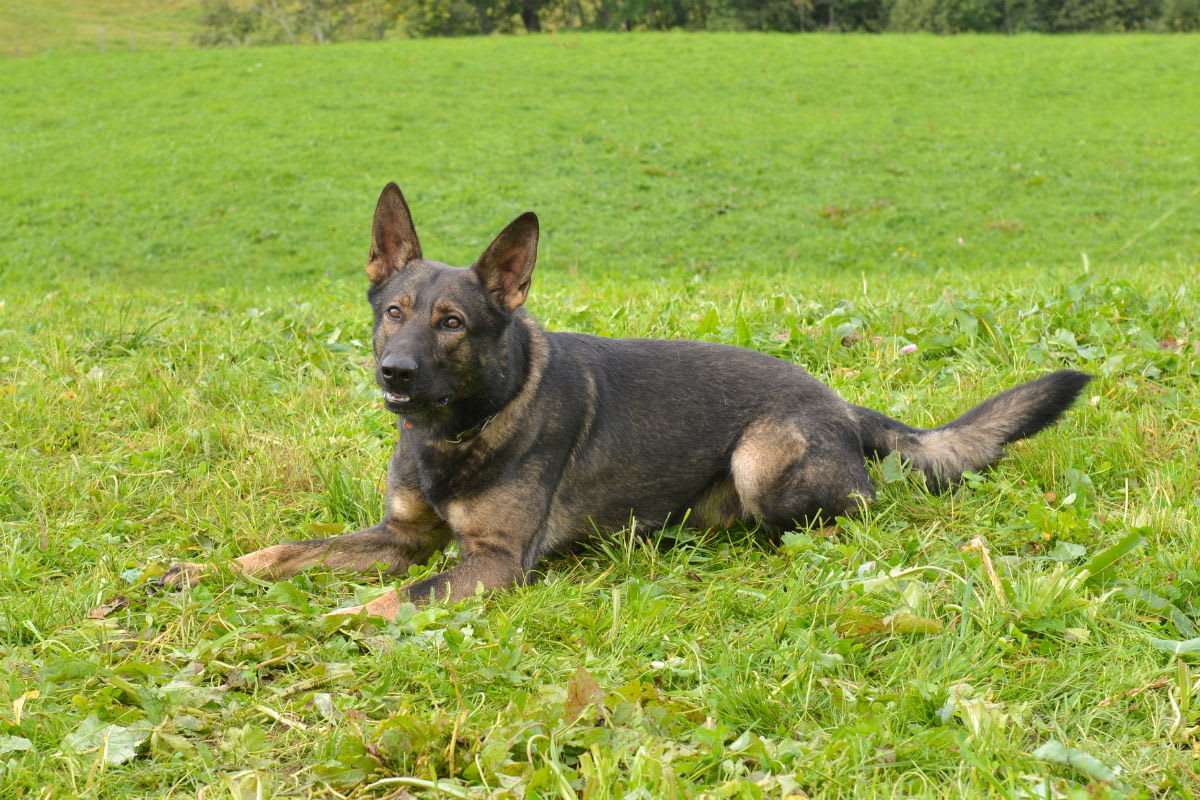 Stadt Luzern - Polizeihund „Rusty“ stellt mutmasslichen Täter