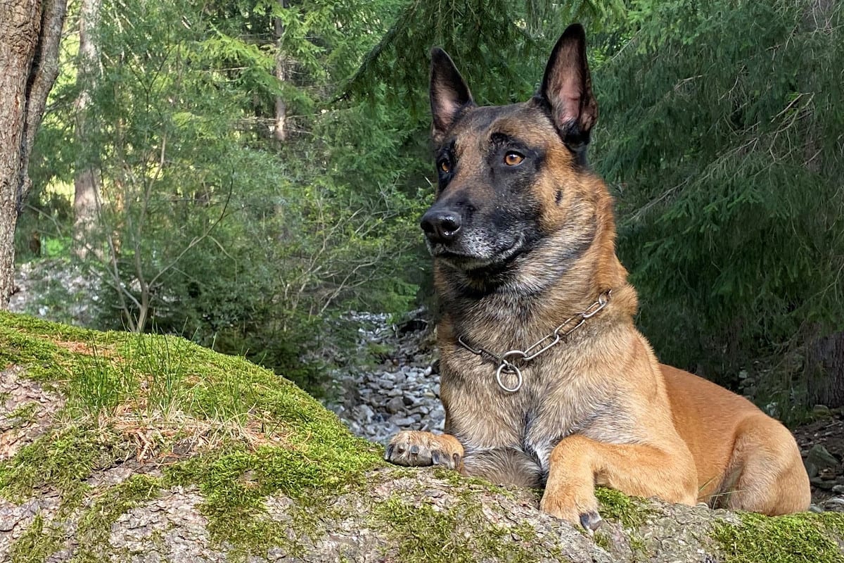 Hünenberg ZG - Polizeihund Dartos stoppt Sprayer