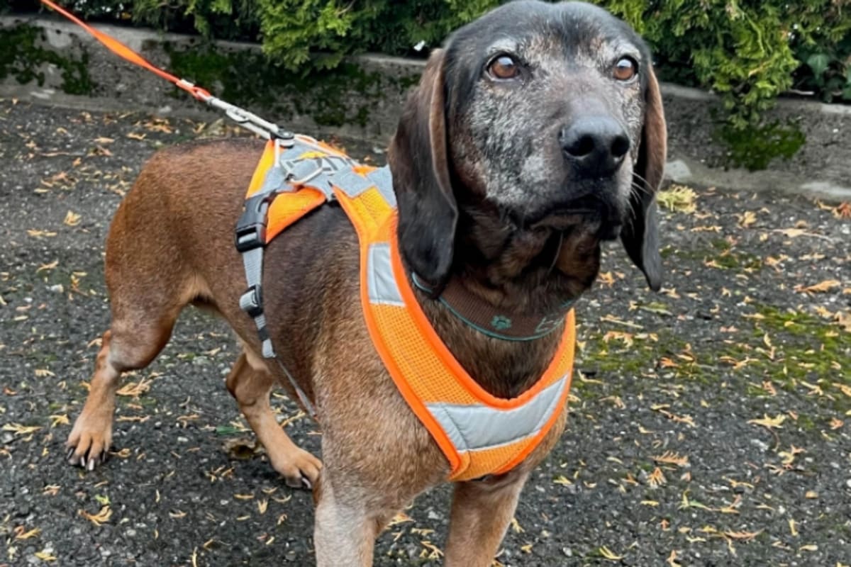 Baar ZG - Personensuchhund «Eddy» findet vermisste Person