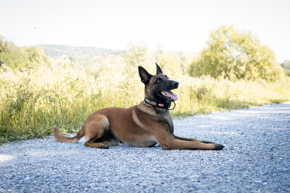 Graz ST – Polizeihund Loki stellt Einbrecher