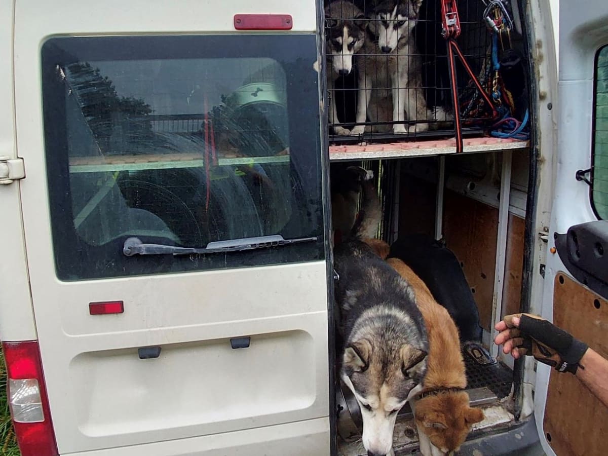 Handewitt – Bundespolizei stoppt Hundetransporter auf der A7