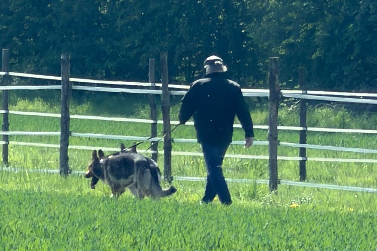 Freilaufende Hunde reißen Reh – Fahndung nach Jagdwilderei in Bünde