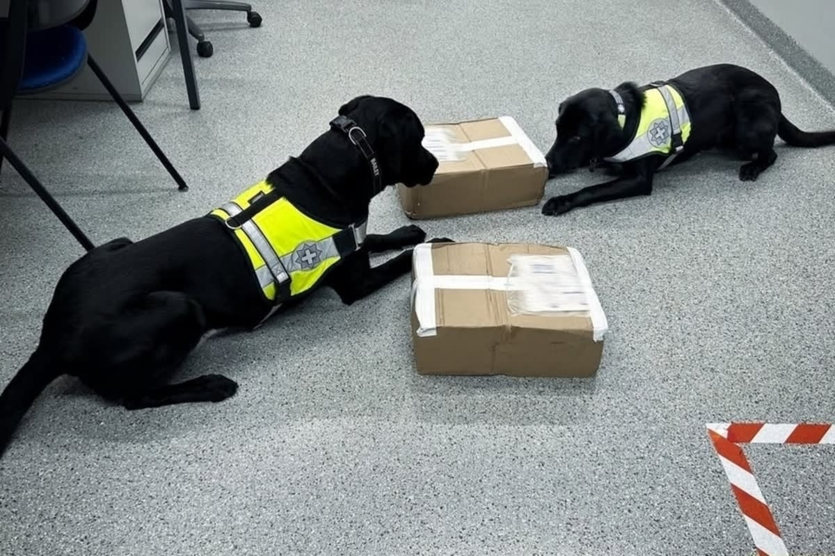 Diensthunde entdecken Marihuana am Flughafen Zürich