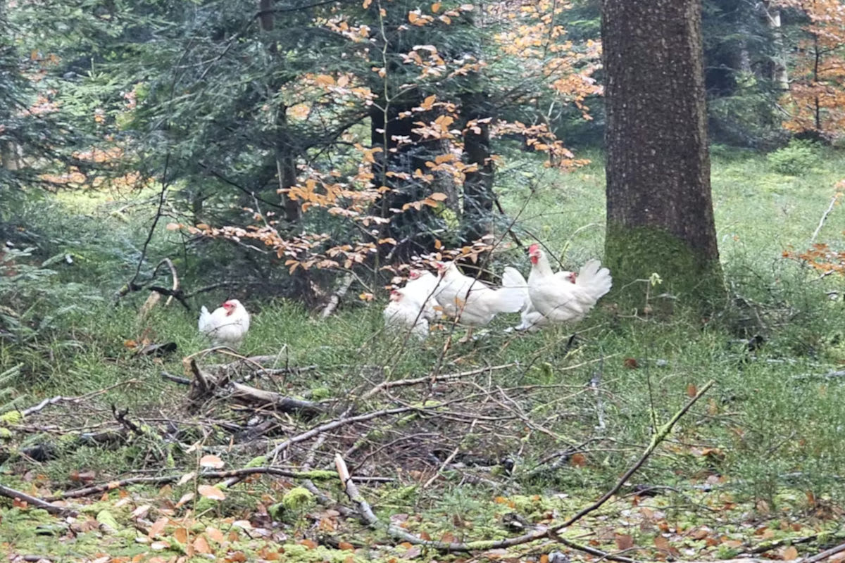 Schüpfen BE – Hühner im Wald aufgefunden