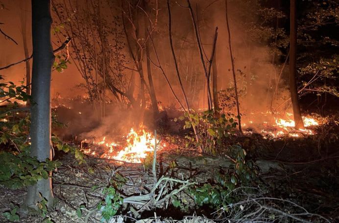 Landstuhl – Polizei ermittelt nach Waldbrand wegen Brandstiftung