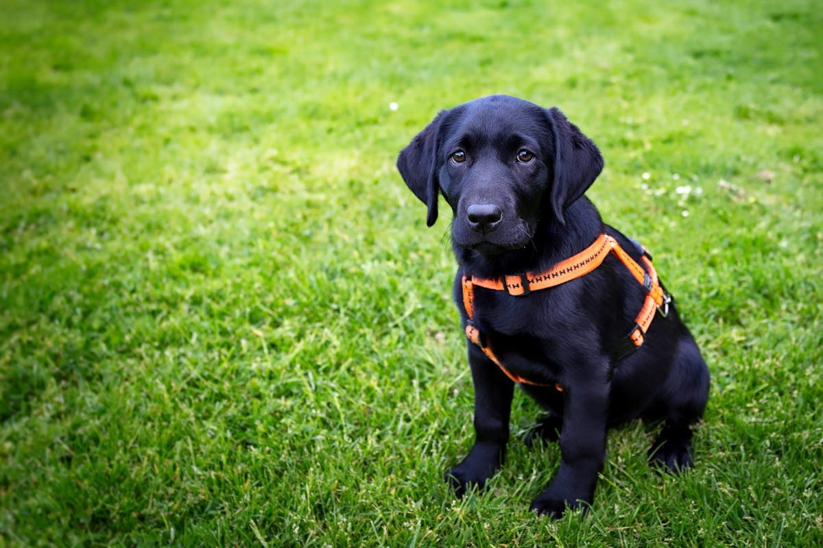 Imst T – Betrug beim Hundekauf
