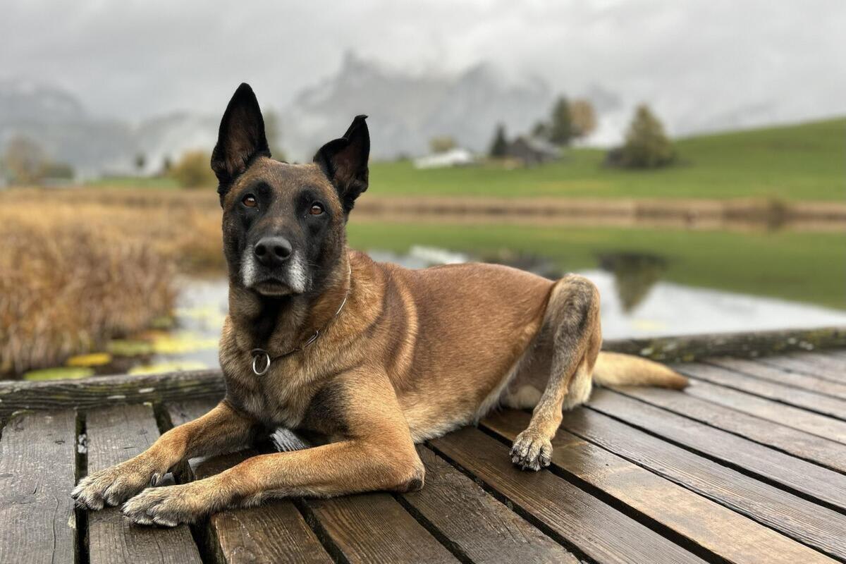 Wädenswil ZH – Polizeihund stellt Täter im Wald