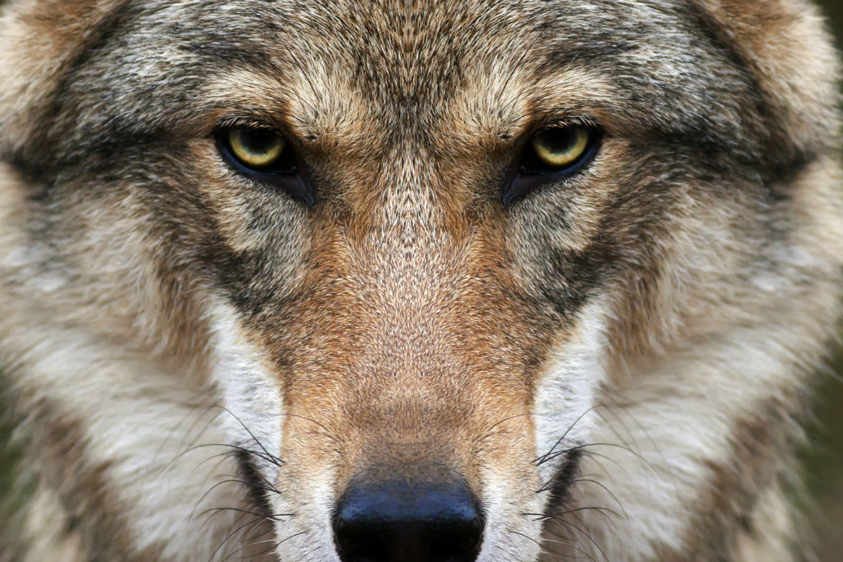 Bestätigt - Wolfspräsenz in der Potersalp AI genetisch nachgewiesen