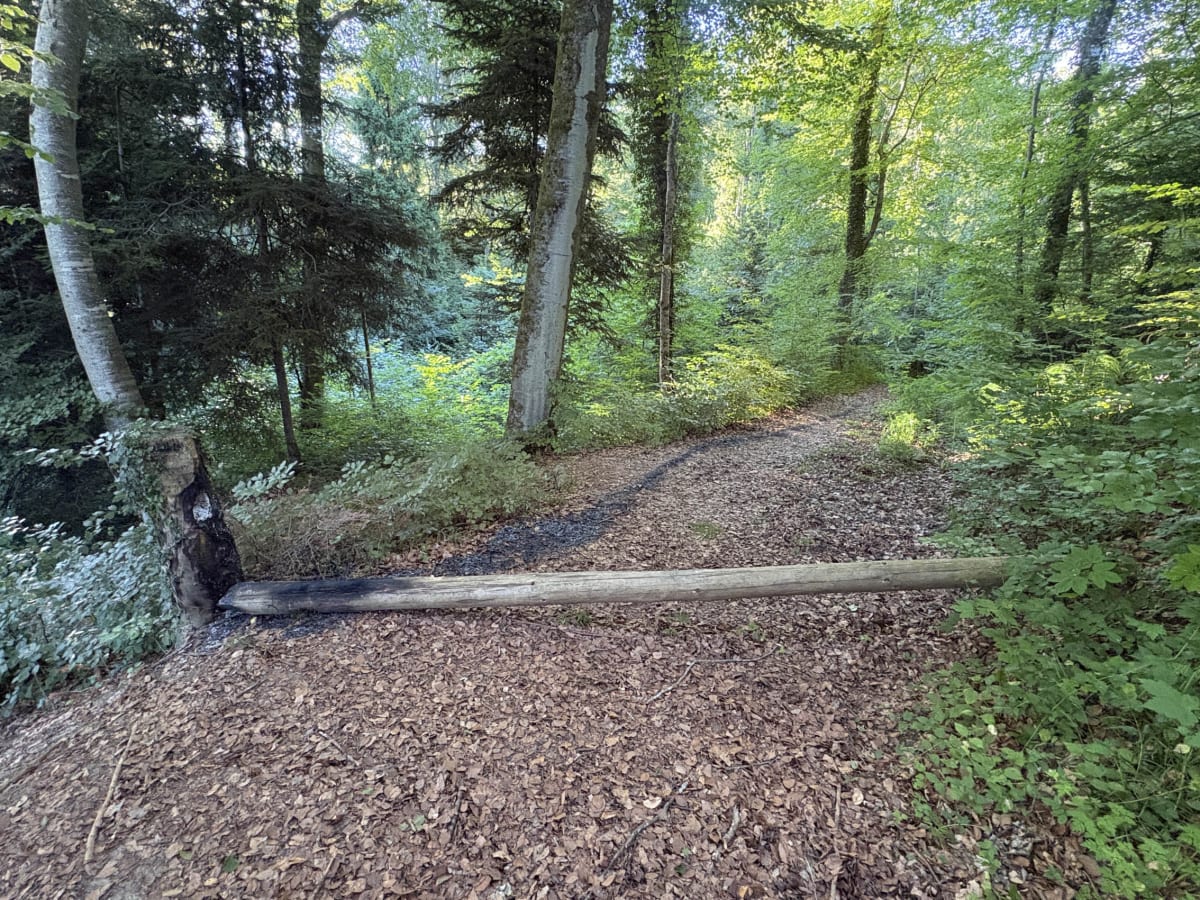 Geuensee LU – Unbekannte setzen Baumstamm in Brand