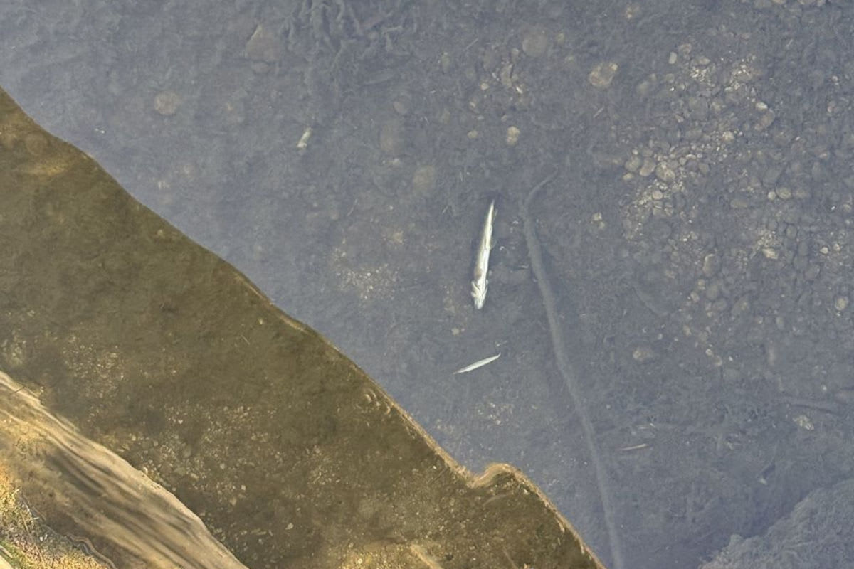 Bazenheid SG – Zahlreiche tote Fische im Mühlebach