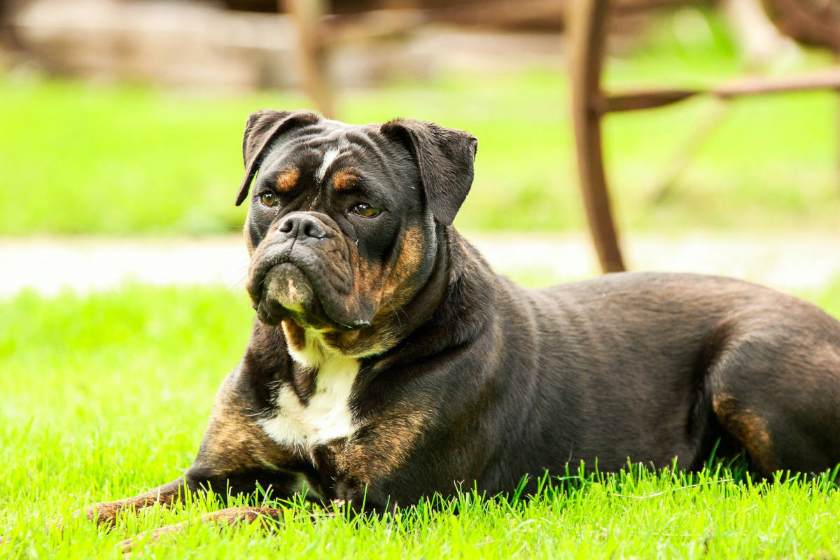 Essen – Kind (5) von Hund gebissen und schwer verletzt