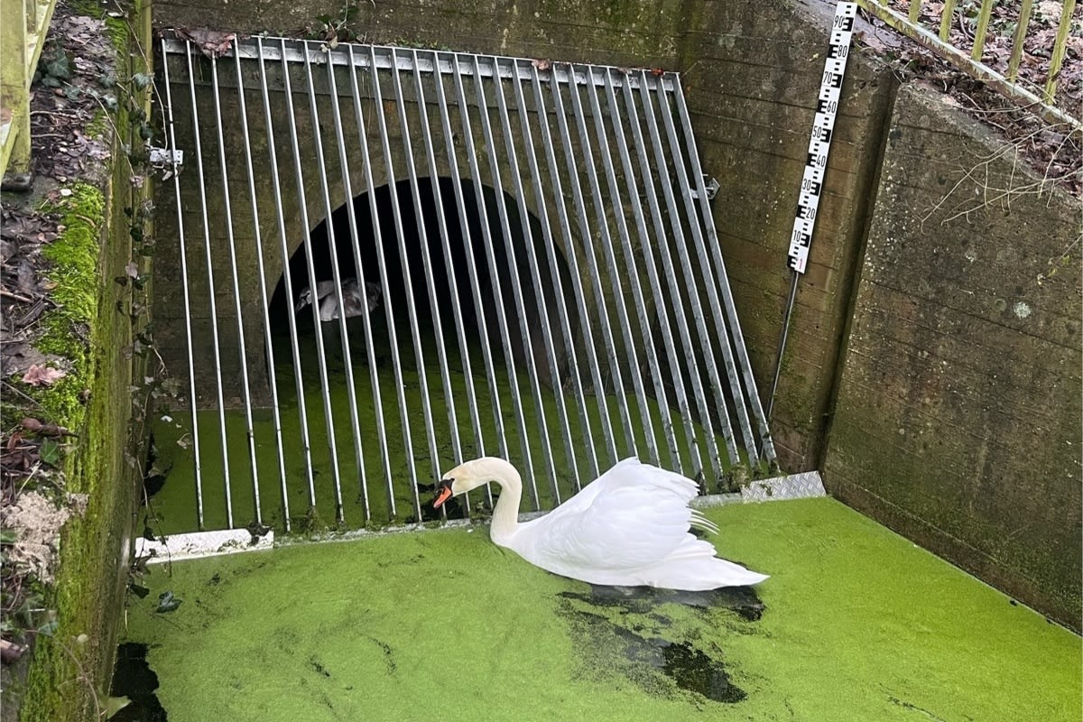 Saarlouis - Feuerwehr vereint Babyschwan mit dem Muttertier