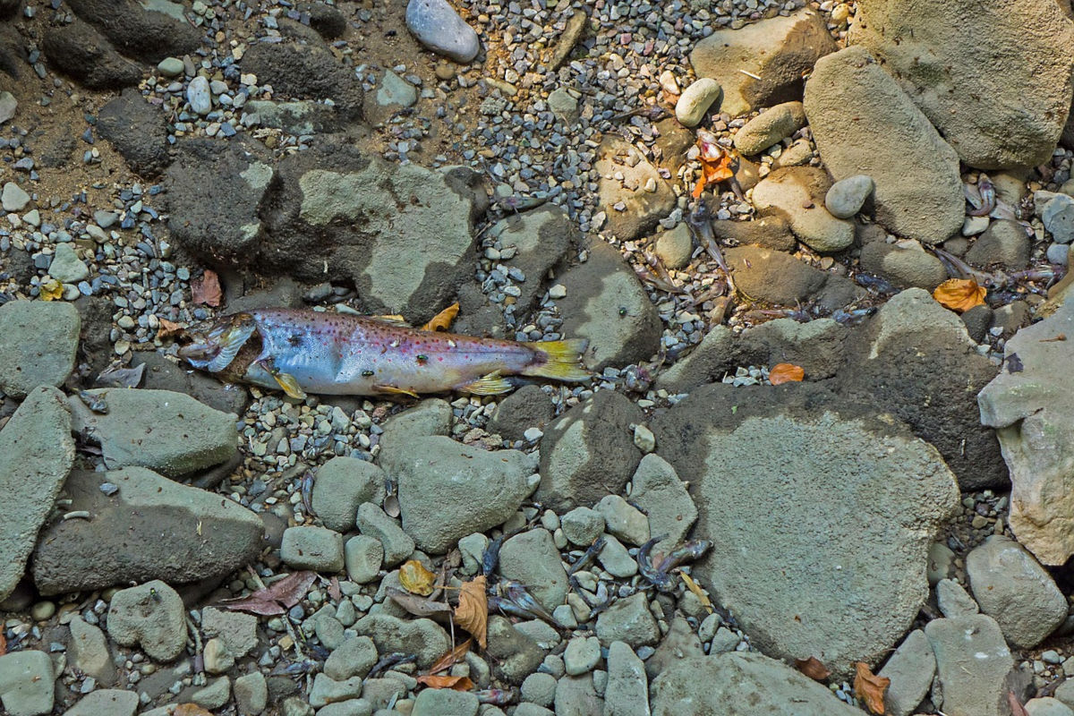 Fischsterben im Galmizkanal FR – Ursache unklar