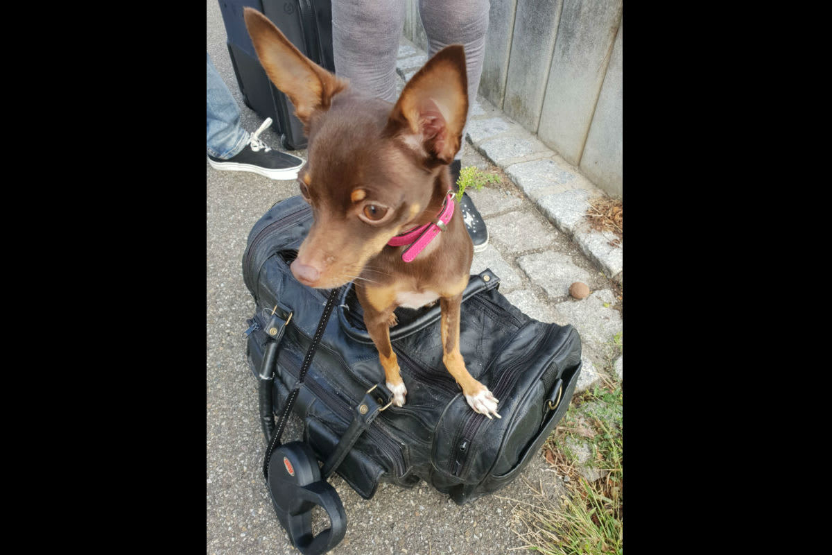 Gestohlener Hund vor Tierarztpraxis aufgefunden - Zeugenaufruf
