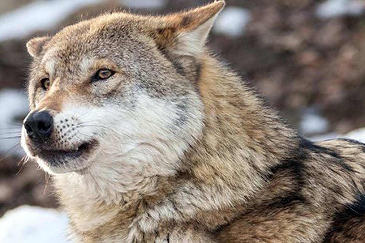 Walzenhausen AR – Schaf durch Wolf gerissen