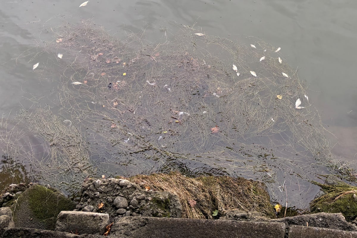 Egnach TG – Mehrere hundert tote Fische im Bach entdeckt