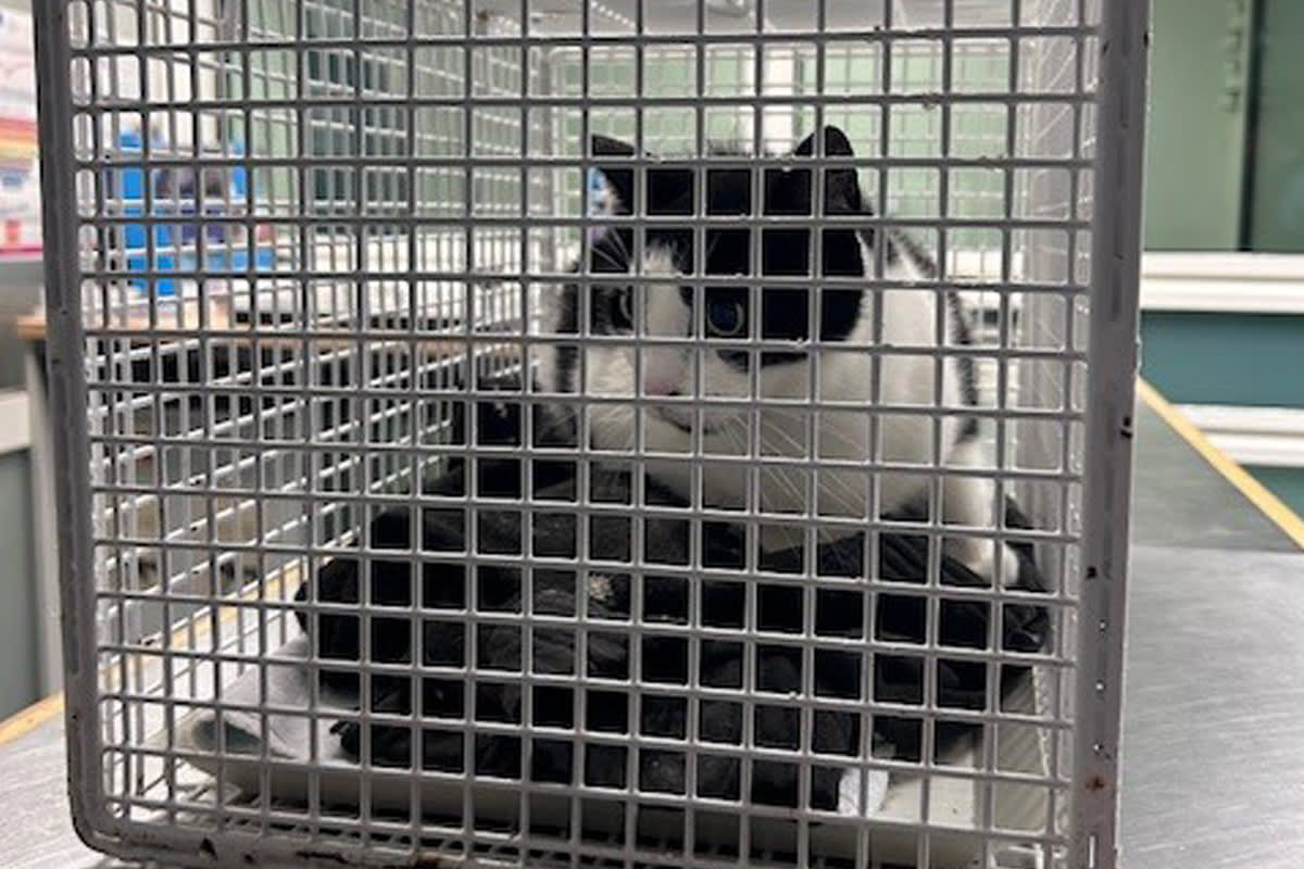 Hamburg HH – Katze nach Fahrt mit Regionalzug wieder bei Besitzerin
