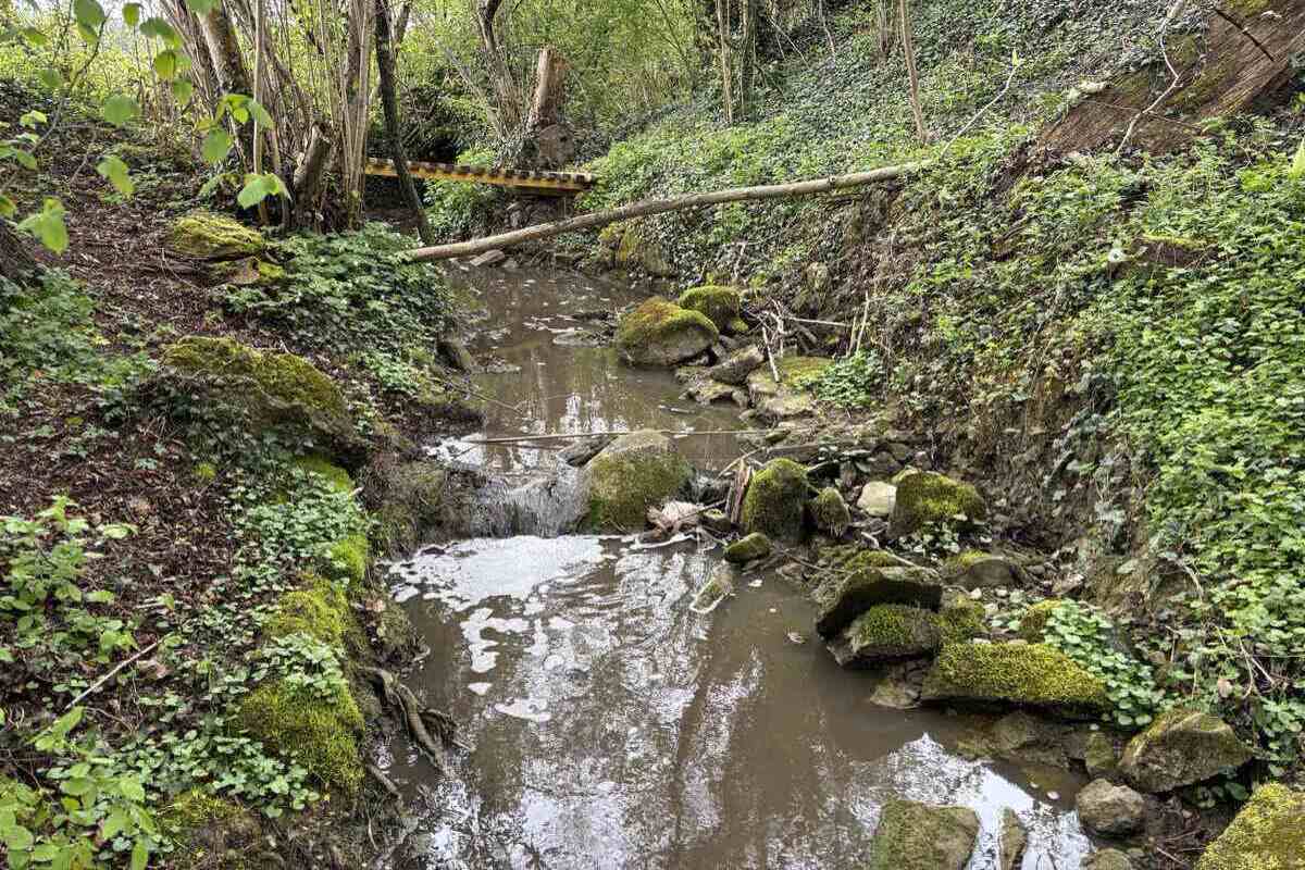 Fischsterben in Roggwil TG 