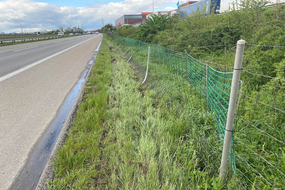 Wildschutzzaun auf Autobahn A1 SO beschädigt 